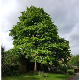 Török mogyoró - Corylus colurna