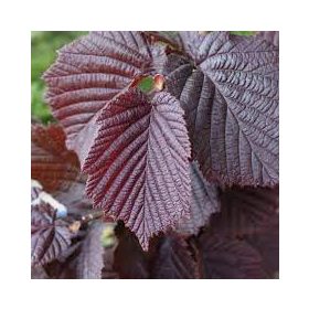   Vérmogyoró 'Purpurea' fajta - Corylus maxima 'Purpurea'