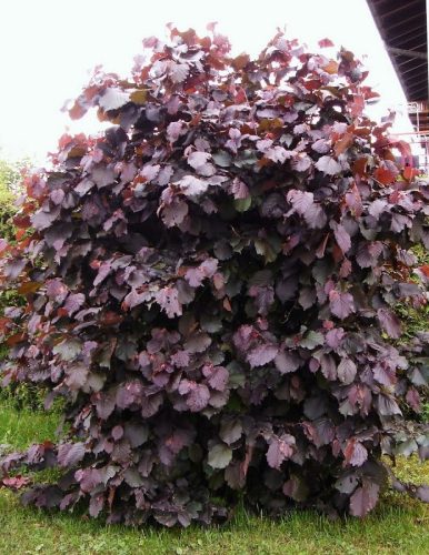 Vérmogyoró 'Purpurea' fajta - Corylus maxima 'Purpurea'