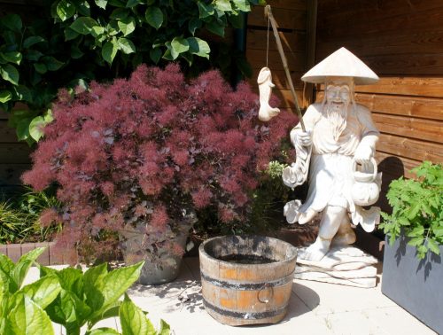 Bordó cserszömörce 'Dusky Maiden' fajta - Cotinus coggygria 'Dusky Maiden'
