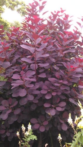 Törpe cserszömörce 'Lilla' fajta - Cotinus coggygria 'Lilla'