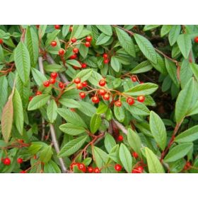   Talajtakaró madárbirs 'Bella' fajta - Cotoneaster hybrid 'Bella'