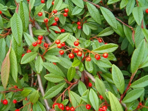 Talajtakaró madárbirs 'Bella' fajta - Cotoneaster hybrid 'Bella'