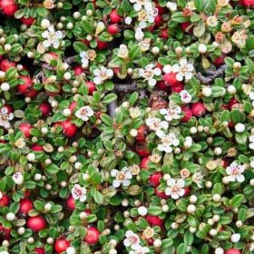 Szőnyegmadárbirs - Cotoneaster dammeri