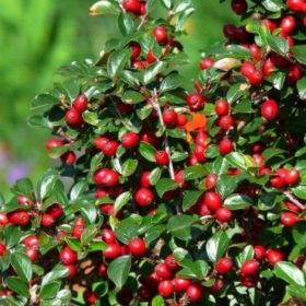   Szőnyegmadárbirs 'Eichholz' fajta - Cotoneaster dammeri 'Eichholz'