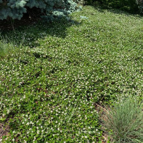 Szőnyegmadárbirs 'Green Carpet' fajta - Cotoneaster dammeri 'Green Carpet'