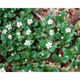   Szőnyegmadárbirs 'Mooncreeper' fajta - Cotoneaster dammeri 'Mooncreeper'