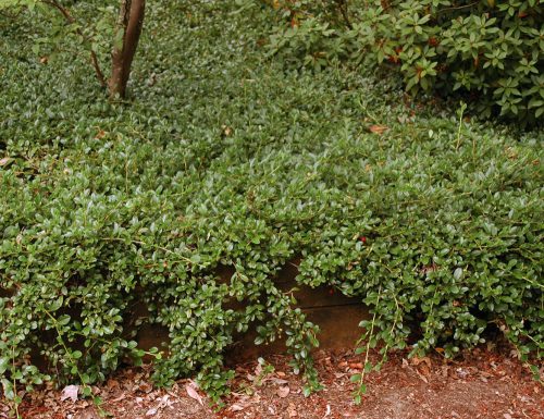 Szőnyegmadárbirs 'Mooncreeper' fajta - Cotoneaster dammeri 'Mooncreeper'