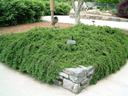 Szőnyegmadárbirs 'Royal Carpet' fajta - Cotoneaster dammeri 'Royal Carpet'