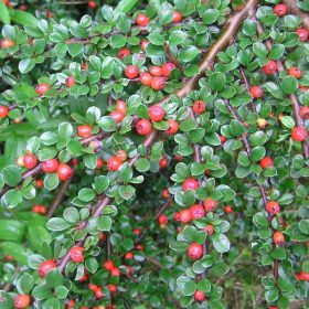   Szőnyegmadárbirs 'Schoon' fajta - Cotoneaster dammeri 'Schoon'