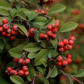 Vaskoslevelű madárbirs - Cotoneaster franchetii
