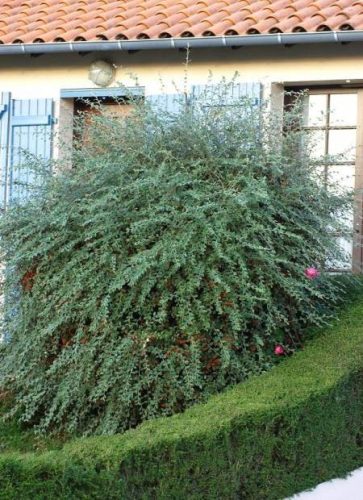 Vaskoslevelű madárbirs - Cotoneaster franchetii