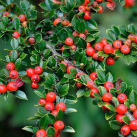 Terülő madárbirs - Cotoneaster horizontalis