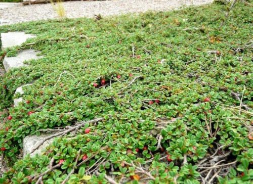 Kúszó madárbirs 'Streib's Findling' fajta - Cotoneaster procumbens 'Streib's Findling'