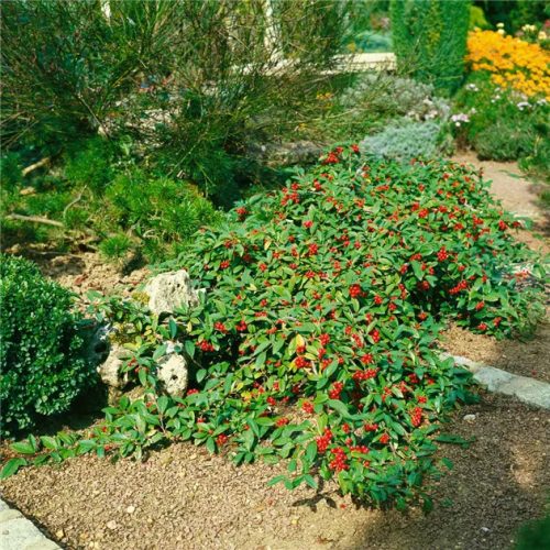 Fűzlevelű madárbirs 'Herbstfeuer' fajta - Cotoneaster salicifolius 'Herbstfeuer'