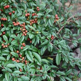   Fűzlevelű madárbirs 'Parkteppich' fajta - Cotoneaster salicifolius 'Parkteppich'