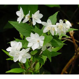 Karcsú gyöngyvirágcserje - Deutzia gracilis