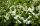 Törpe gyöngyvirágcserje 'Nikko' fajta - Deutzia gracilis 'Nikko'