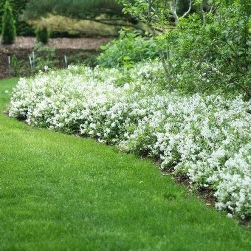 Törpe gyöngyvirágcserje  - Deutzia gracilis 'Nikko'