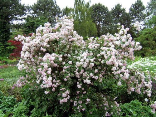Érdeslevelű gyöngyvirágcserje  - Deutzia x hybrida 'Mont Rose'