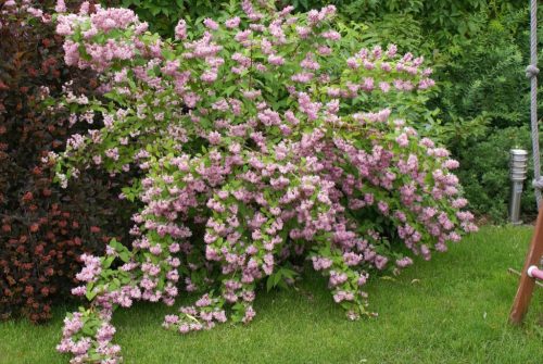 Érdeslevelű gyöngyvirágcserje  - Deutzia x hybrida 'Strawberry Fields'