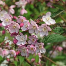   Rózsaszín virágú gyöngyvirágcserje  - Deutzia x hybrida 'Kalmiiflora'