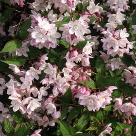   Harangvirágú gyöngyvirágcserje  - Deutzia x rosea 'Campanulata'