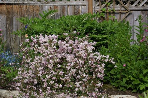 Harangvirágú gyöngyvirágcserje  - Deutzia x rosea 'Campanulata'