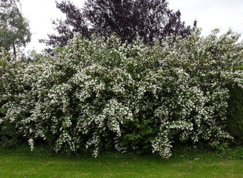 Érdeslevelű gyöngyvirágcserje - Deutzia scabra