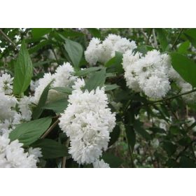   Telt virágú érdeslevelű gyöngyvirágcserje  - Deutzia scabra 'Candidissima'