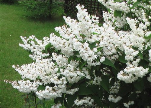 Telt virágú érdeslevelű gyöngyvirágcserje  - Deutzia scabra 'Candidissima'
