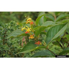 Sárgalonc - Diervilla lonicera