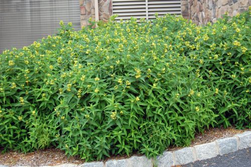 Sárgalonc - Diervilla lonicera