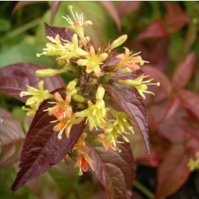   Sárgalonc 'Troja Black' fajta - Diervilla rivularis 'Troja Black'