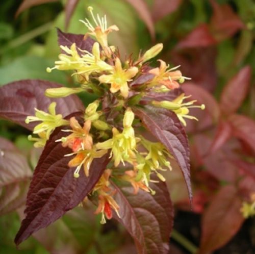 Sárgalonc 'Troja Black' fajta - Diervilla rivularis 'Troja Black'