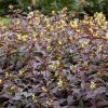 Sárgalonc 'Troja Black' fajta - Diervilla rivularis 'Troja Black'