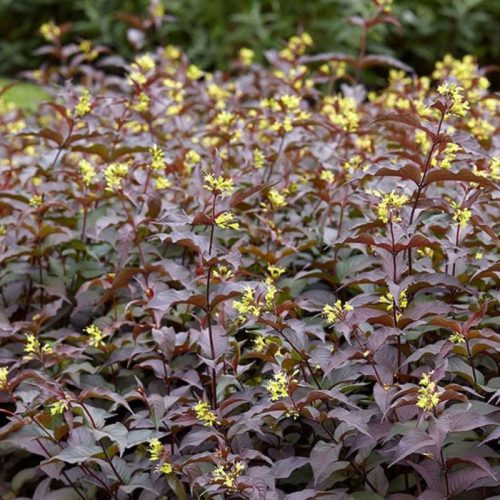 Sárgalonc 'Troja Black' fajta - Diervilla rivularis 'Troja Black'