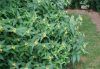 Keskenylevelű sárgalonc 'Butterfly' fajta - Diervilla sessilifolia 'Butterfly'