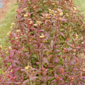   Mézelő sárgalonc 'Kodiak Red' fajta - Diervilla rivularis 'Kodiak Red'