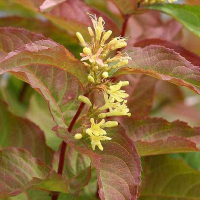 Mézelő sárgalonc 'Kodiak Red' fajta - Diervilla rivularis 'Kodiak Red'