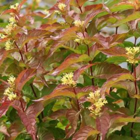   Keskenylevelű sárgalonc 'Dise' fajta - Diervilla sessilifolia 'Dise'
