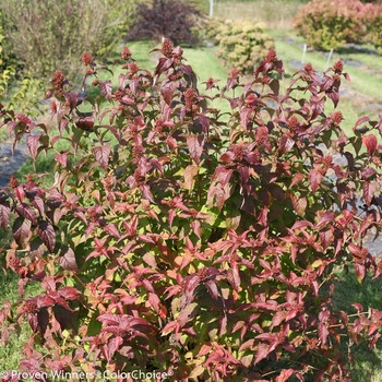 Keskenylevelű sárgalonc 'Dise' fajta - Diervilla sessilifolia 'Dise'