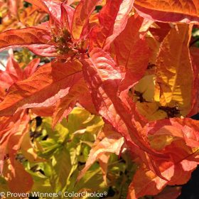   Mézelő sárgalonc 'Kodiak Orange' fajta - Diervilla rivularis 'Kodiak Orange'