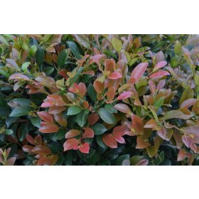   Vörösödő lombú ISU fa 'Linebacker' fajta - Distylium 'Linebacker'