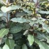 Törpe széleslevelű ezüstfa  - Elaeagnus ebbingei 'Compacta'