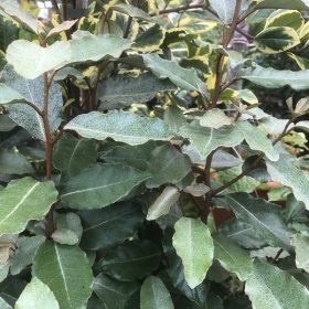   Törpe széleslevelű ezüstfa  - Elaeagnus ebbingei 'Compacta'