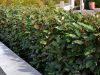 Törpe széleslevelű ezüstfa  - Elaeagnus ebbingei 'Compacta'