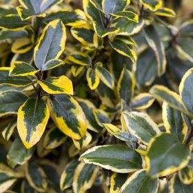   Széleslevelű ezüstfa  - Elaeagnus ebbingei 'Gilt Edge'