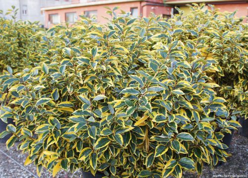 Széleslevelű ezüstfa  - Elaeagnus ebbingei 'Gilt Edge'