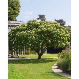 Kínai mézesfa - Euodia hupehensis/Tetradium danielli